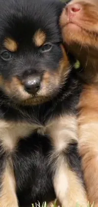 This live wallpaper features two snuggly Finnish Lapphund puppies, perfect for animal lovers