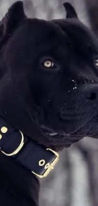 This phone live wallpaper showcases a stunning close-up of a large dog wearing an elegant black and gold collar