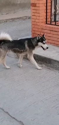 This live phone wallpaper showcases a husky black and white dog walking on a quiet sidewalk in Chuquicamata