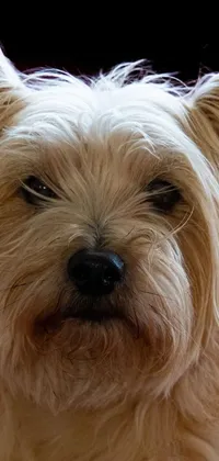 This phone live wallpaper showcases a photorealistic portrayal of a friendly dog with blonde shaggy hair and a scar across its nose against a striking black background
