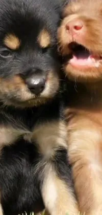 Experience the heartwarming delight of two furry friends with this phone live wallpaper