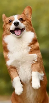 Introducing a charming phone live wallpaper featuring a brown and white dog standing on its hind legs, portraying a corgi cosmonaut beaming with joy and excitement