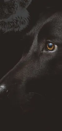 This phone live wallpaper features a close up of a fierce-looking black Labrador retriever with a blurry forest landscape and bear in the background