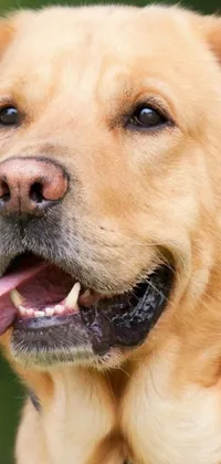 This phone live wallpaper features a photorealistic close-up image of a blonde Labrador dog with its tongue out and drooling
