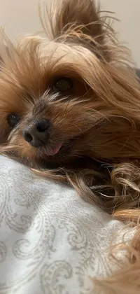 This live wallpaper features a charming brown Yorkshire Terrier resting on a comfy bed