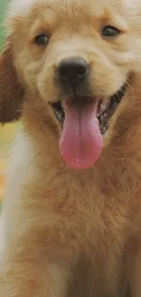 Looking for a heartwarming and high-quality wallpaper for your phone? Look no further than this stunning live wallpaper featuring an adorable golden retriever! Captured from the front with its tongue hanging out and a big smile, this close-up view of the dog is sure to melt your heart