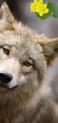 This unique phone live wallpaper features an up-close shot of a wild wolf with beautiful flowers in the background