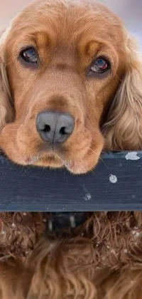 Get the ultimate phone live wallpaper with a brown dog sitting happily on a wooden bench