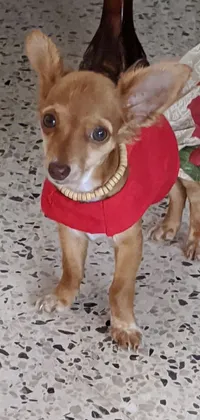 This live phone wallpaper features a small brown dog sporting a red sweater