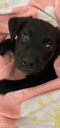 This charming live wallpaper depicts a small black dog wrapped in a soft pink blanket
