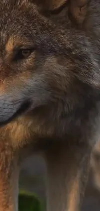Get mesmerized by the stunning live wallpaper of a dominant brown wolf standing on the lush green field