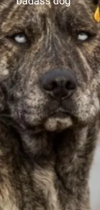This fierce phone live wallpaper features a close-up shot of a tough-looking dog with a striking dog tag on its ear