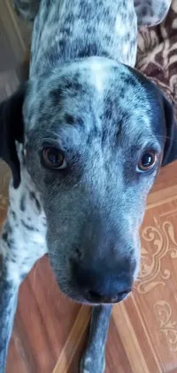 This phone live wallpaper features a close up of a white dog with black spots, possibly a Dalmatian or a Pointer, on a light neutral tiled floor
