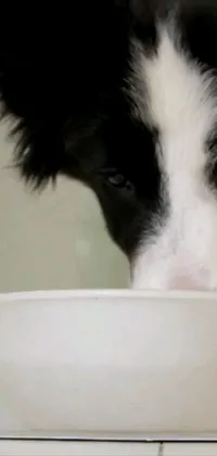 This phone live wallpaper features a photorealistic video still of a black and white border collie eating out of a bowl