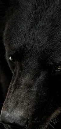 Looking for a striking live wallpaper for your phone? Check out this stunning close-up portrait of a black bear&#39;s face