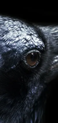 This black bird live wallpaper is a stunning portrait, featuring a photorealistic portrayal of a bird with black sclera and shiny feathers on a black background