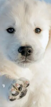 Get a realistic and high-quality live wallpaper for your smartphone with a beautiful photorealistic depiction of a white Labrador Retriever puppy in the snow