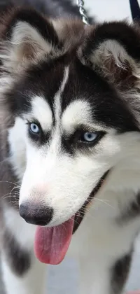 Add a touch of canine charm to your device with this captivating phone live wallpaper