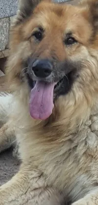 This phone live wallpaper features an adorable dog lying down with its tongue out and a big smile on its face