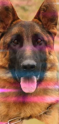 This phone wallpaper showcases a close-up portrait of a German Shepherd on a leash