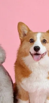 This cute phone live wallpaper features two friendly dogs, a Corgi and another breed sitting together on a bright pink background