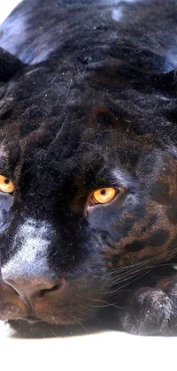 This phone wallpaper displays a photorealistic close-up of a black panther in its natural habitat, with a focus on its striking brown-eye and fur that resembles a bull's eye