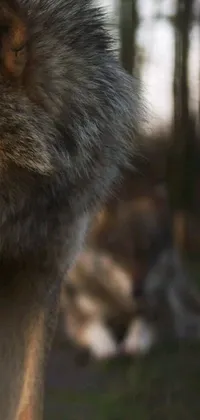 This stunning phone live wallpaper showcases a close-up of a wolf's face, with a backdrop of tall trees