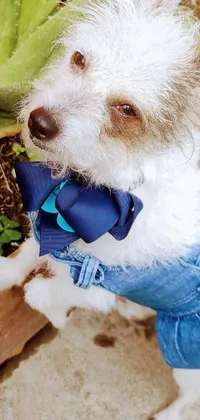 This phone live wallpaper depicts a charming small white dog wearing a blue bow tie and jeans