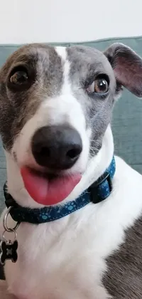 Looking for a lively and adorable live wallpaper for your phone? Look no further than this charming portrait of a happy jack russell terrier! Featuring a close-up view of the excited pup on a couch, this wallpaper showcases the dog's narrow blue grey eyes, cute floppy ears, white and brown coat, and playful tongue sticking out