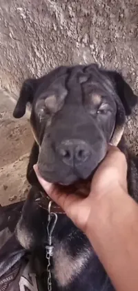 Looking for a heartwarming and artistic live wallpaper for your phone? Check out this close-up shot of a black pit bull being held by its owner! The wallpaper features Renaissance-inspired elements in the background for a touch of sophistication