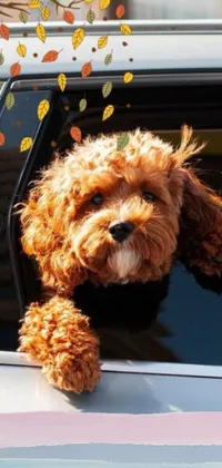 This phone live wallpaper features a cute dog with curly copper colored hair, sticking its head out of a car window as leaves fall around it