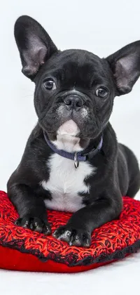 This French Bulldog phone live wallpaper features a cute black dog sitting atop a red pillow