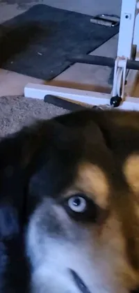 This phone live wallpaper features a cute dog with big black eyes and a playful personality