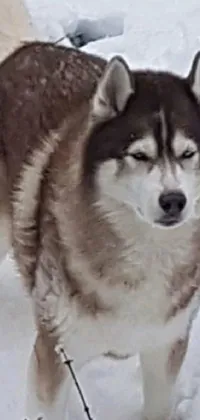 This live wallpaper features a realistic dog standing in the snow