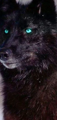 This live wallpaper features a black wolf with blue eyes in a pastel, Tumblr style