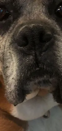 Looking for a cute and charming live wallpaper for your phone? Check out this adorable close-up of a brown and white dog with a salt & pepper goatee, large nose, and droopy eyes sitting on a grey background