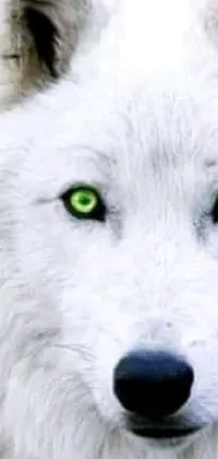 Introducing a captivating live wallpaper featuring a close up of a white wolf with piercing green eyes