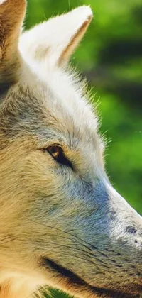 This phone live wallpaper features the majestic face of a wolf, set against a backdrop of trees