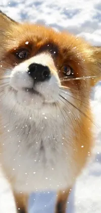 This phone live wallpaper showcases a breathtaking close-up image of a fox amidst a snow-covered landscape