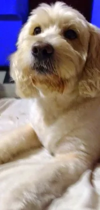 Introducing a stunning live wallpaper featuring a charming white dog