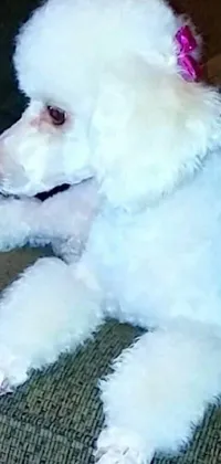 This live wallpaper shows a white poodle with a pink hair bow sitting on a couch