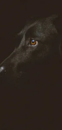 This phone live wallpaper features a breathtaking close-up of a black canid with stunning blue eyes