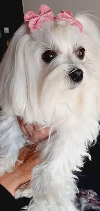 This phone live wallpaper depicts a small white dog with a pink bow on its head and furry paws