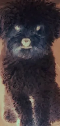 This live wallpaper features a small black dog with curly hair standing on a tiled floor, rendered in photorealistic detail reminiscent of Instagram posts