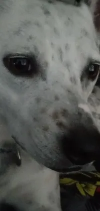 This phone live wallpaper showcases a stunning close-up of a white dog with captivating blue eyes and a black spot over the left eye