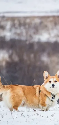 This phone live wallpaper features a beautiful corgi standing amidst a wintry snow-covered landscape
