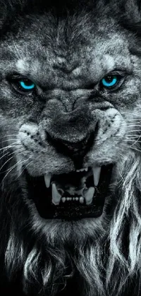 This phone live wallpaper features a close up of a snarling lion's face with blue eyes in high detail digital rendering