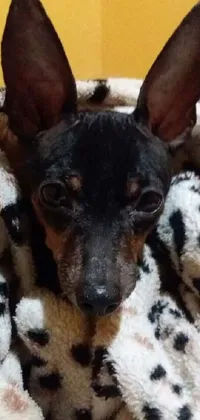 This phone live wallpaper showcases a small dog snuggled up in a blanket, rendered in black and brown shades
