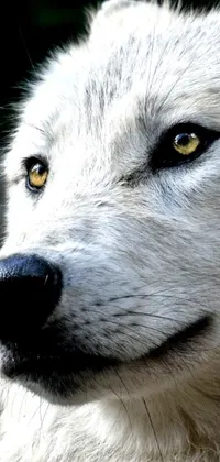 Bring a piece of nature to your phone with the mesmerizing white wolf face live wallpaper