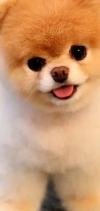 This phone live wallpaper showcases a charming small dog with a massive head and huge eyes, which are beautifully detailed and seem to smile